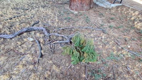 Giganţi uitaţi: Deşi e singurul loc din România unde cresc împreună trei arbori sequoia, Oradea îşi ignoră această avuţie naturală (FOTO)