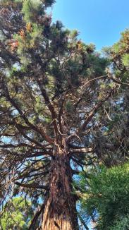 Giganţi uitaţi: Deşi e singurul loc din România unde cresc împreună trei arbori sequoia, Oradea îşi ignoră această avuţie naturală (FOTO)