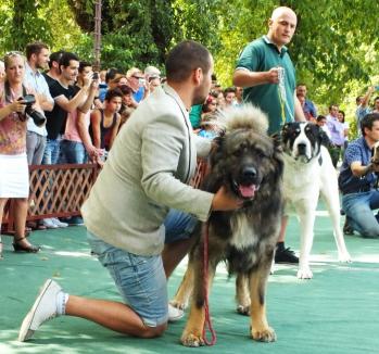 Căţei la expoziţie: Show canin în Parcul Bălcescu, cu sute de exemplare din zeci de rase