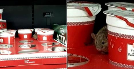 Scandalul de la Kaufland: Reprezentanţii magazinului susţin că şoarecele a fost pus intenţionat! (VIDEO)