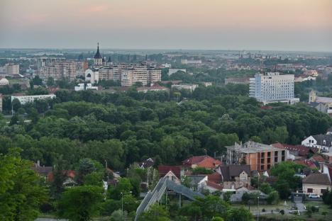 Frumusețe spontană: Spectacol al naturii în Oradea, cu flori de mac și de mușețel (FOTO)