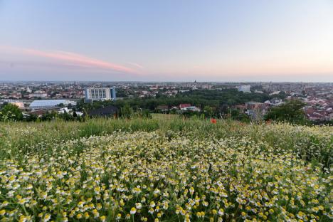 Frumusețe spontană: Spectacol al naturii în Oradea, cu flori de mac și de mușețel (FOTO)