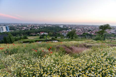 Frumusețe spontană: Spectacol al naturii în Oradea, cu flori de mac și de mușețel (FOTO)