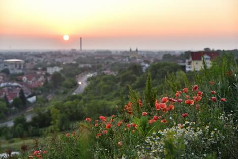 Frumusețe spontană: Spectacol al naturii în Oradea, cu flori de mac și de mușețel (FOTO)