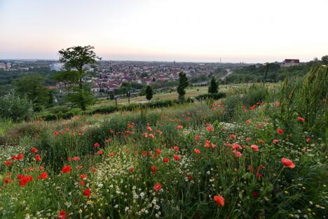 Frumusețe spontană: Spectacol al naturii în Oradea, cu flori de mac și de mușețel (FOTO)