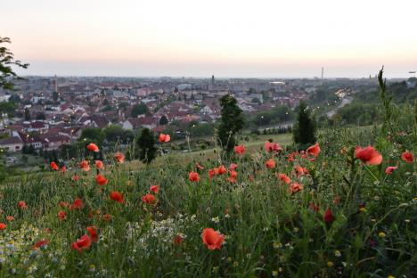 Frumusețe spontană: Spectacol al naturii în Oradea, cu flori de mac și de mușețel (FOTO)