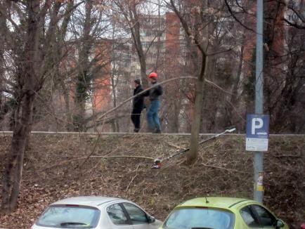 Orădenii continuă să reclame tăierile făcute la copaci pe Splaiul Crişanei