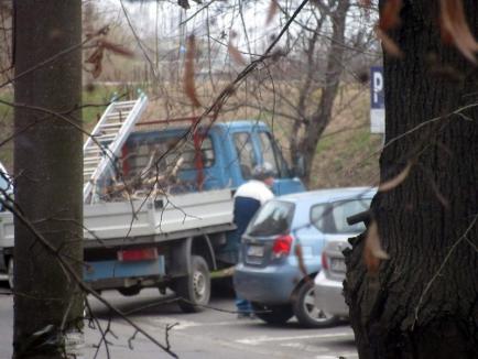 Orădenii continuă să reclame tăierile făcute la copaci pe Splaiul Crişanei