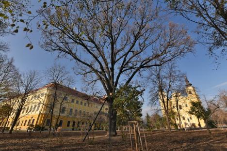 Şantierul din complexul Baroc: Faţadele palatului au fost reabilitate, în grădină se verifică starea de sănătate a copacilor (FOTO / VIDEO)