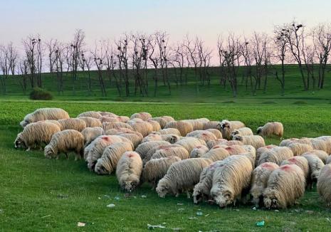 Focar de Pesta Micilor Rumegătoare la o fermă din Bihor: Au fost ucise peste 600 de ovine!