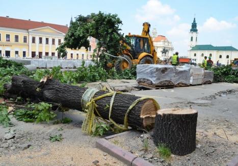 Doar avertisment: Primăria Oradea a scăpat de amenda primită pentru defrişările din Piaţa Unirii