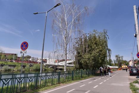 Defrișare ecologică? Trei mesteceni sănătoși din Oradea, doborâți pentru a face loc unei piste pentru bicicliști (FOTO)