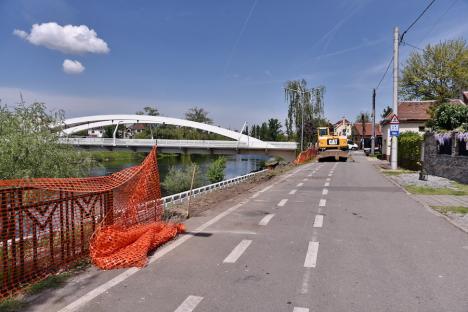 Defrișare ecologică? Trei mesteceni sănătoși din Oradea, doborâți pentru a face loc unei piste pentru bicicliști (FOTO)