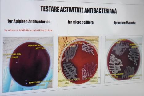 Mai tare ca Manuka! Doi întreprinzători din Bihor demonstrează calităţile antibacteriene superioare ale mierii româneşti (FOTO / VIDEO)