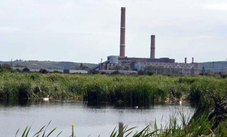 Păsări industriale: Stufărişul ce mărgineşte lacurile artificiale din zona industrială a Oradiei ascunde un adevărat paradis al păsărilor