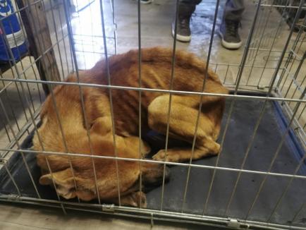 Poliția Bihor a deschis dosar penal pentru condițiile groaznice în care sunt ținuți câinii în adăpostul Grivei din Oradea. Șeful ADP: „Eu zic că erau condiții bune”