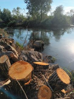 Cine taie copacii pe malurile Crișului Repede? Arbori defrișați, probabil clandestin, într-o arie protejată de la marginea Oradiei (FOTO)
