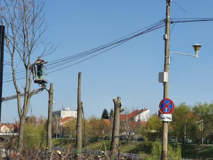 „Masacrare în vreme de izolare”: Ecologiştii acuză că în Oradea se taie copaci „pe furiş”. Primăria spune că sunt tăieri autorizate (FOTO)