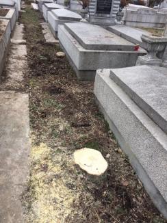 S-au oprit în parc, au început în cimitir: Angajaţii Cimitirului Municipal din Oradea taie arborii dintre morminte