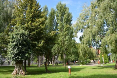 Fără pomi fructiferi! Universitatea din Oradea a tăiat nuci, cireşi şi duzi din campus (FOTO)