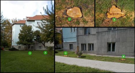 Fără pomi fructiferi! Universitatea din Oradea a tăiat nuci, cireşi şi duzi din campus (FOTO)
