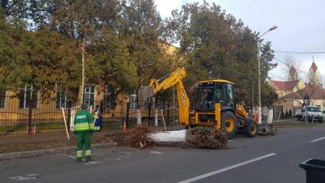 Direcţia Tehnică face cum vrea ea! În dispreţ faţă de propriul regulament, Primăria Oradea taie copaci pe domeniul public, dar nu plantează alţii în locul lor (FOTO / VIDEO)