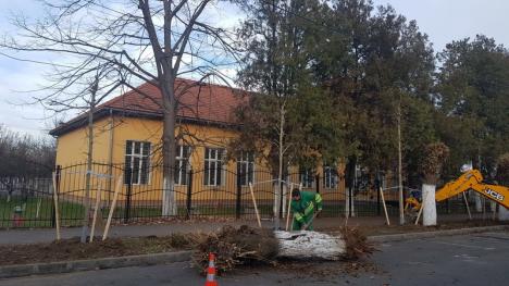 Direcţia Tehnică face cum vrea ea! În dispreţ faţă de propriul regulament, Primăria Oradea taie copaci pe domeniul public, dar nu plantează alţii în locul lor (FOTO / VIDEO)
