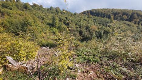 Un eurodeputat USR acuză infracțiuni de mediu într-o pădure din Vașcău și crede că „autoritățile sunt complice”: defrișări și depozitări de deșeuri (FOTO)
