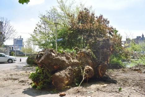 „Masacru” verde în inima Oradiei: Primăria a început tăierile de copaci din lunca Crişului (FOTO)