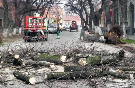 Doar 35%. Comisia consultativă a aprobat doborârea a doar 24 de arbori din cei 64 propuşi pentru tăiere în Oradea