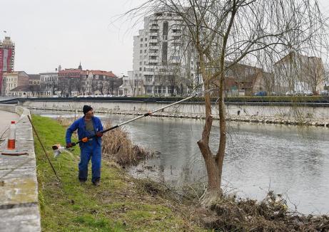 Primăria Oradea a sistat începând din aprilie tăierile de orice fel în coroana arborilor sănătoşi