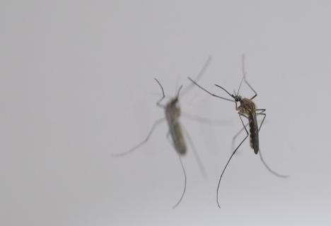 O femeie din Bihor e în comă după ce a fost infectată cu virusul West Nile. DSP n-a anunțat public cazul 