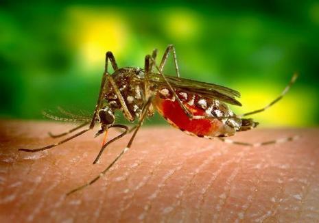 Înţepăturile de ţânţari şi virusul West Nile