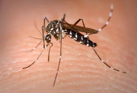 Feriţi-vă pe cât puteţi! Două specii de ţânţari care au ajuns, probabil, şi în Bihor transmit boli cu potențial mortal!