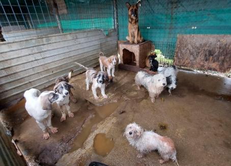 DSVSA Bihor a interzis adăpostului Grivei să mai preia alți câini fără stăpân