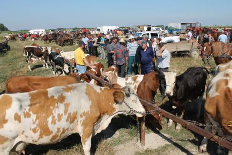 PSD-iştii din Bihor cer redeschiderea târgurilor de animale