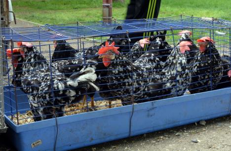 Altă pacoste: revine gripa aviară! Direcția Sanitar-Veterinară Bihor a suspendat comerțul ambulant cu păsări în județ și impune reguli crescătorilor