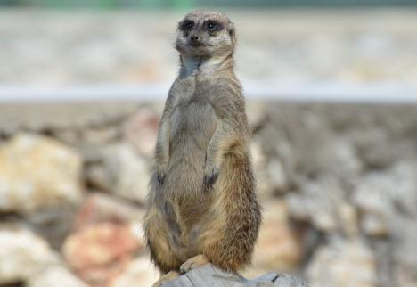 Intrarea la Zoo Oradea, mai scumpă