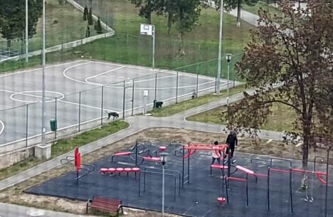 Ne enervează: În Parcul Liniştii din Oradea, copiii joacă baschet în 'rahat' de câini (FOTO)