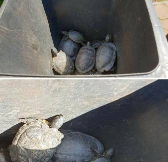 Ţestoase la 'gunoi': Zeci de reptile, mutate cu tomberonul, în Băile Felix