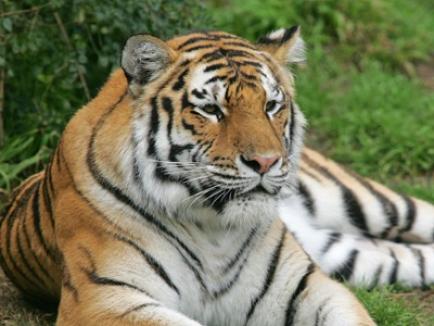 Un tigru a fugit de la Grădina Zoologică din Sibiu