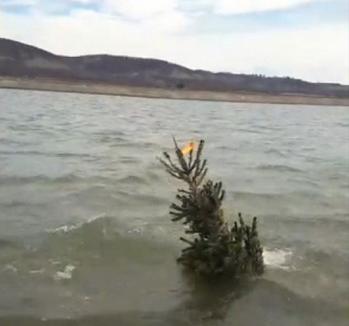 Inedit: Brazi 'plantaţi' pe fundul lacului de la Tileagd, ca să aibă peştii adăpost pentru icre (FOTO / VIDEO)