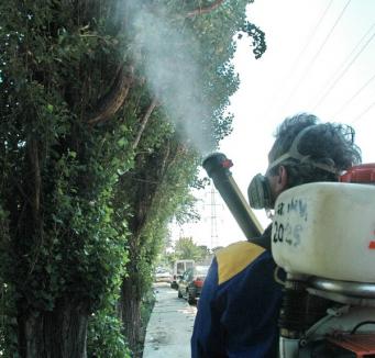 "Ţânţariada": Săptămâna viitoare Primăria dă cu otravă contra insectelor