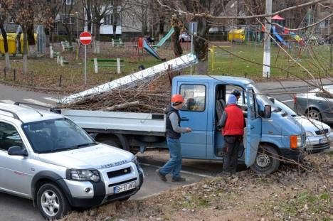 Mintea de pe urmă: Primăria Oradea a sistat tăierile de arbori până la noi ordine (FOTO)