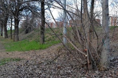 Mintea de pe urmă: Primăria Oradea a sistat tăierile de arbori până la noi ordine (FOTO)