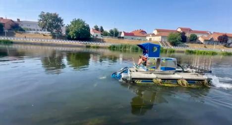 ABA curăță plantele crescute în exces în albia Crișului Repede din Oradea (FOTO/VIDEO)