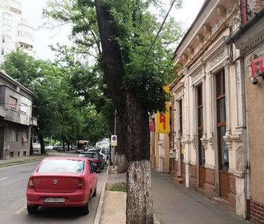 Arbore în pericol de prăbușire, pe strada Tudor Vladimirescu din Oradea. Va fi tăiat