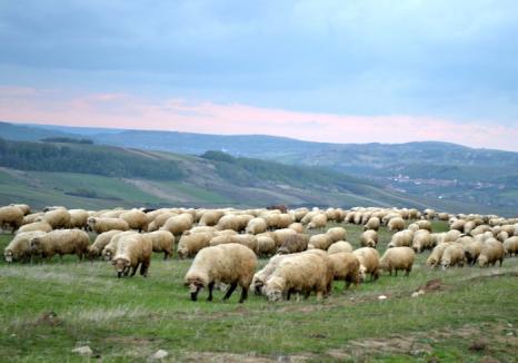 Doi sirieni, la judecată, după ce au ţepuit mai mulţi crescători de ovine din Bihor! Paguba depăşeşte 200.000 lei