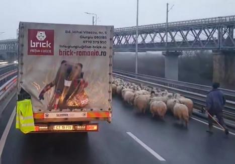 Se-ntâmplă-n România: O autostradă a fost invadată de... oi  (VIDEO)