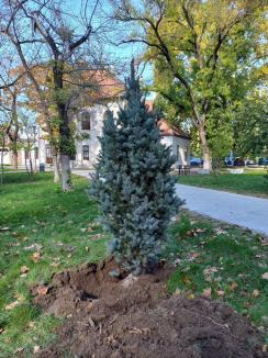 „Plantăm viitorul”: Elevi, studenți și profesori au sădit arbori în campusul Universității din Oradea (FOTO)